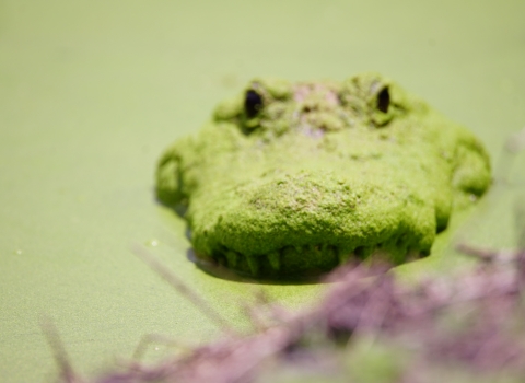 An alligator pop its head up in the Okefenokee Swamp.