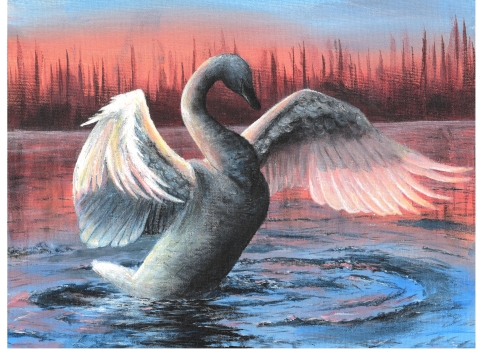Painting of white trumpeter swan flying out of the water. The swan’s wings are extended, and its head curved down. The background features a forest on the horizon with the pink, red, and orange hues of a sunset behind it. 