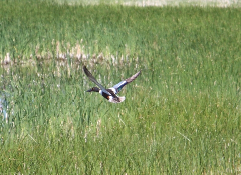 A colorful duck flies across a cattail marsh.