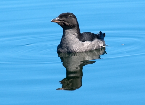 Rhinoceros auklet floating on water