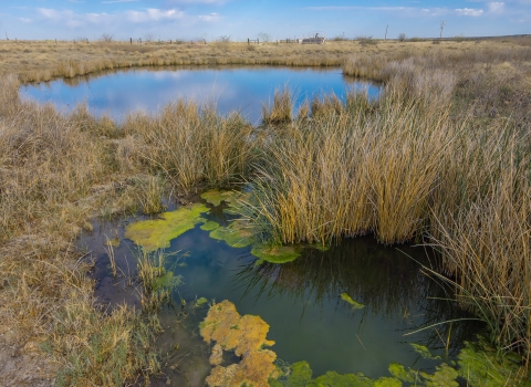 Ponds surrounded by browning grass. The pond in the foreground has algae growth and the day is sunny.