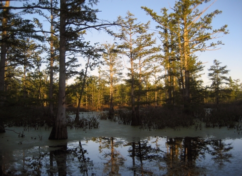 Trees growing out of wetland lit up with sun with blue sky in background 