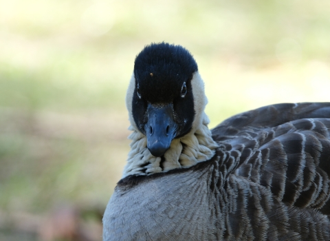 A nēnē goose looks forward.