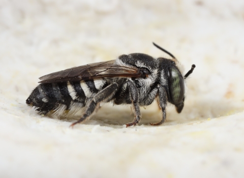 A close up of a fuzzy gray bee with large speckled eyes