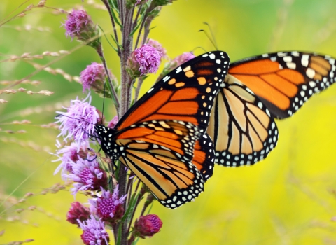 Two monarch butterflies sip nectar from a blooming blazing star plant