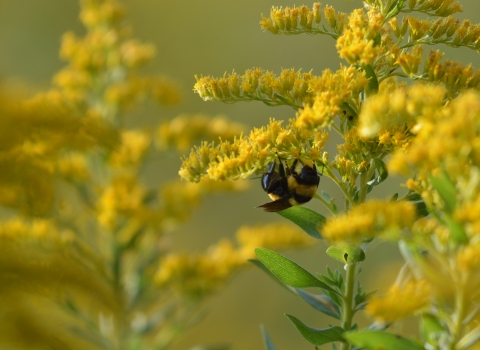 bee hanging on to yellow goldenrod