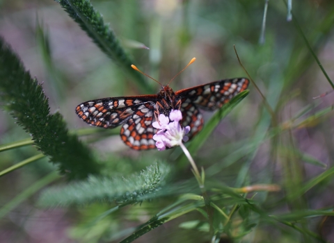 Taylor's checkerspot nectars on a small flower