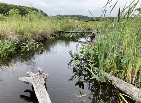 a stream with fallen trees winds through green vegetation including cattails
