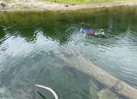 A person snorkels on the surface of a deep pool in the river floating near a large tree trunk.