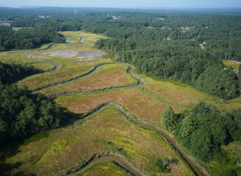 Aerial view of a saltmarsh with meandering channel