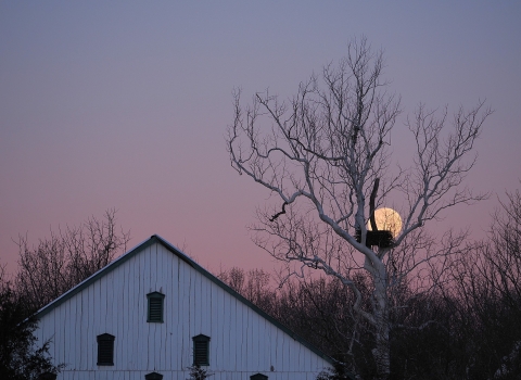 View of bald eagle nest beside barn