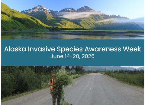 Collage two images separated by banner of text that reads Alaska Invasive Species Awareness Week June 14-20, 2026. Top image of mountain range with lush green and lake in front. Bottom image of person in safety vest holding bundle of invasive white sweetclover pulled from roadside.