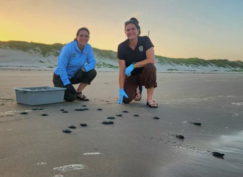 Staff from the Texas Parks and Wildlife Department and Coastal Program release Kemp’s ridley hatchlings at Padre Island National Seashore.