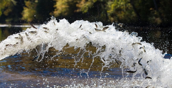 Stocking Atlantic salmon smolts