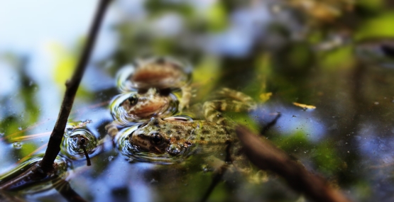 Three spotted frogs cluster together at the calm water's surface.